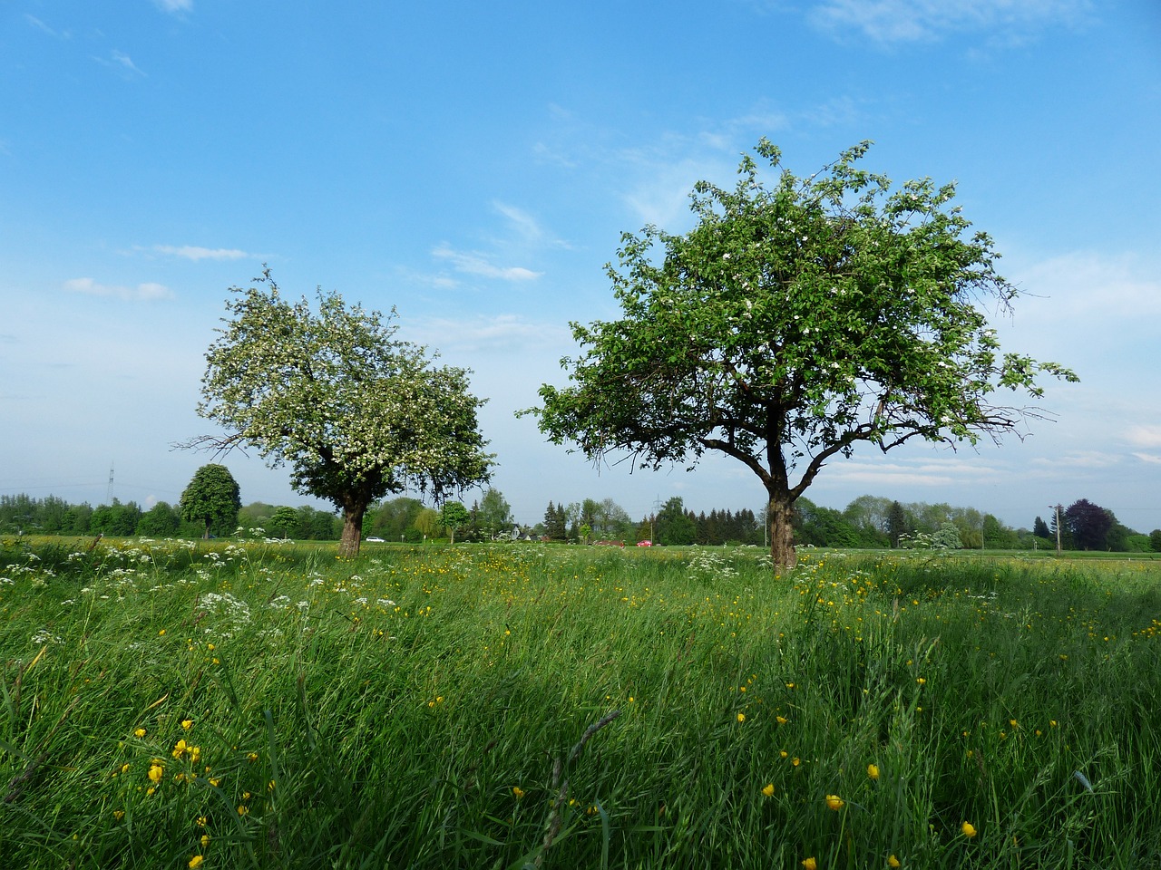 Creating and Maintaining an Organic Orchard